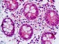 SGK3 Antibody (C-Terminus)